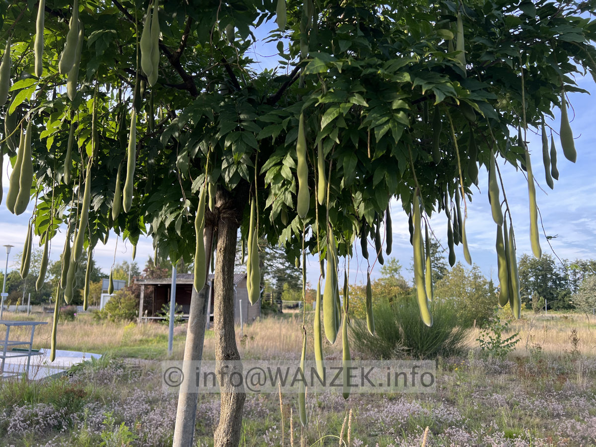 Wisteria floribunda Alba 03.jpg